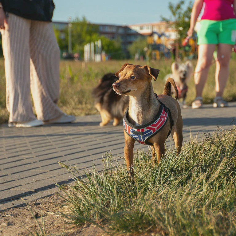 Pies na&nbsp;spacerze