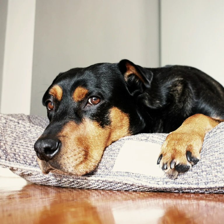 Pies w&nbsp;legowisku