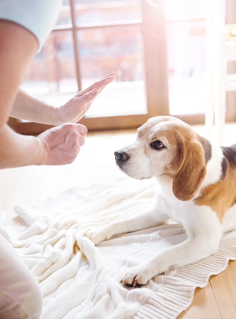 Mężczyzna uczy psa aportować