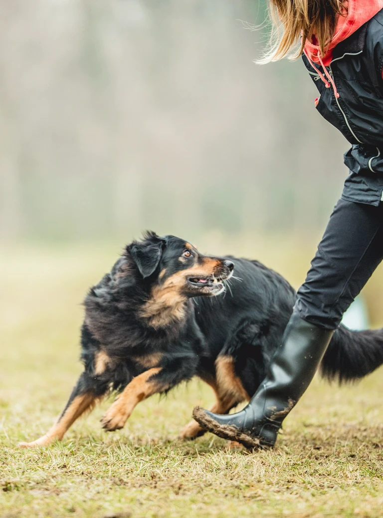 Bieganie z&nbsp;psem